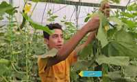 بهره‌وریِ ۱۰ برابری از اراضی کشاورزی تا گلخانه