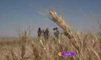  پیش بینی برداشت ۳ هزار تن گندم از هزار و ۵۳۰ هکتار سطح زیرکشت این محصول در بشرویه