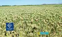 برداشت ۴۰ تن بذر پیاز از مزارع خوسف با عایدی ۱۲۰میلیارد تومانی