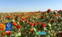 برداشت دانه روغنی گلرنگ از مزارع بشرویه
