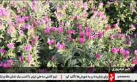 برداشت گل گاوزبان