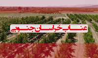  نخستین جشنواره عناب خراسان جنوبی یازدهم شهریورماه ۱۴۰۴