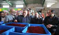 صادرات زرشک خراسان جنوبی، نمایانگر پتانسیل بالای استان در عرصه محصولات کشاورزی