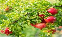 راهکارهای جهاد کشاورزی برای پایداری باغات انار خراسان جنوبی در شرایط کم‌آبی