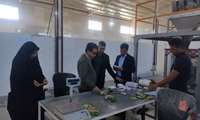بررسی ظرفیت‌های بسته‌بندی محصولات کشاورزی در روستای اردکول