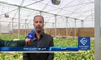 آغاز برداشت کاهوی گلخانه‌ای در خوسف