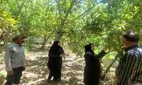 پایش مستمر؛ سپر حفاظتی شبکه مراقبت بر باغات بخش ماژان شهرستان خوسف