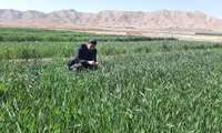 نظارت و مدیریت هوشمند مزارع در زیرکوه