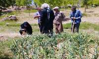 سلامت محصولات کشاورزی در کانون توجه؛ بررسی آفات عناب دولت‌آباد و سیر مهنج