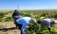  ۱۲ رقم انگور زیر ذره‌بین کارشناسان؛ خوسف در مسیر تحول باغبانی و تغییر الگوی کشت