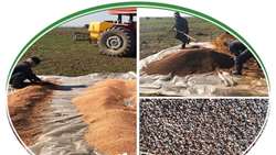 بذرمال گندم؛ سرمایه‌ای کوچک، برداشتی بزرگ