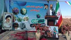 آیین برداشت زرشک در بیرجند، نویدبخش رونق کشاورزی در رویداد ملی «ایران‌جان»