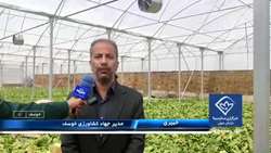 آغاز برداشت کاهوی گلخانه‌ای در خوسف