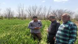 پایش مزارع غلات و حمایت از بهره‌برداران درمسیر تحقق امنیت غذایی و اقتصاد مقاومتی