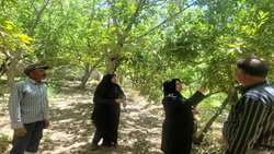 پایش مستمر؛ سپر حفاظتی شبکه مراقبت بر باغات بخش ماژان شهرستان خوسف