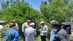 آموزش پیوند عناب در باغات شهر گزیک شهرستان درمیان 