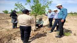 از پایش میدانی تا تدوین نسخه احیا؛ بررسی علمی علل ضعف رویشی درختان عناب در روستای سیوجان