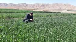 نظارت و مدیریت هوشمند مزارع در زیرکوه