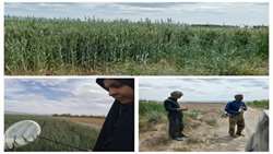 بهبود بهره‌وری کشاورزی با پایش میدانی مزارع؛ احتمال ظهور ملخ صحرایی