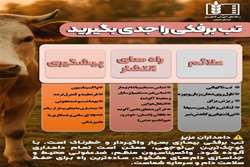 تب برفکی