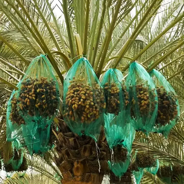فصل تازه برداشت خرما از هزار و سیصد هکتار نخلستان‌های استان