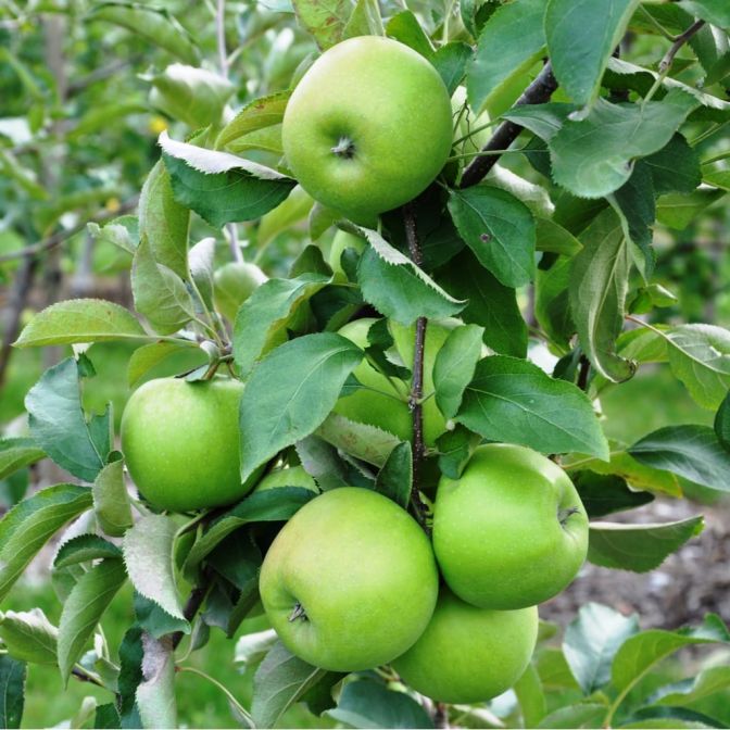 پیش‌بینی برداشت ۱۵۰۰ تُن سیب از باغ‌های استان
